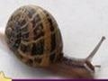 Snail: Puzzle hrát on-line